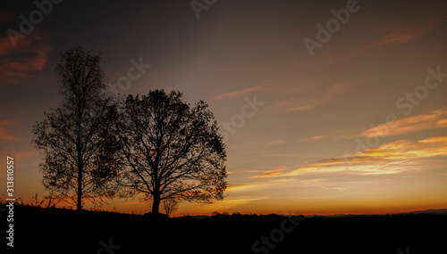 sunrise on the meadow with hills in background and tree in focus