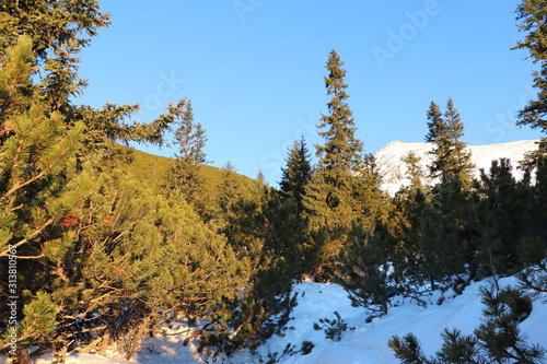 Kosodrzewina w Tatrach Wysokich, Słowacja (Vysne Hagy) photo