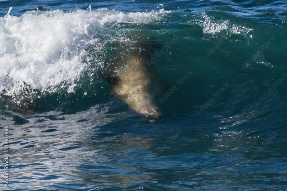 Fototapeta premium Sea lion surfing in the waves, Patagonia,Argentina.