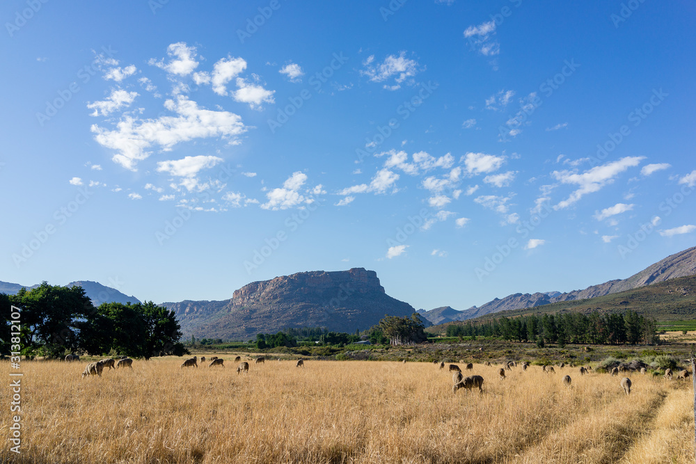 Sheep in a field with mountains