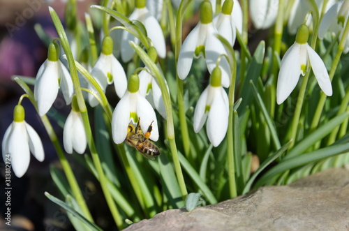 crocus in snow photo