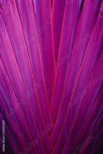 Fototapeta Naklejka Na Ścianę i Meble -  Tropical palm leafs in the neon pink light at the night
