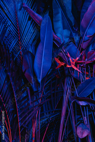 Tropical huge leafs in the neon pink and blue light at the night © irengorbacheva