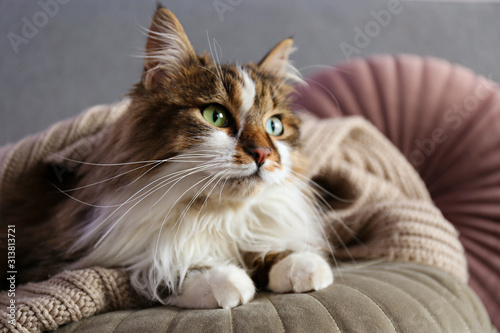 Portrait of cute siberian cat with green eyes lying on grey textile sofa at home. Soft fluffy purebred long hair straight-eared kitty. Background, copy space, close up.