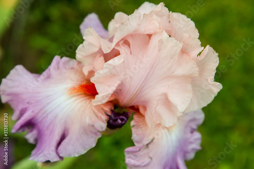 Fototapeta Naklejka Na Ścianę i Meble -  Bearded iris flower with stand petals and falls petals/ Iris Flowers (Family Iridaceae) 