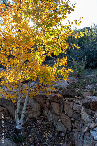 Photography Colorful white bark tree backlit by sun in Arizona in fall