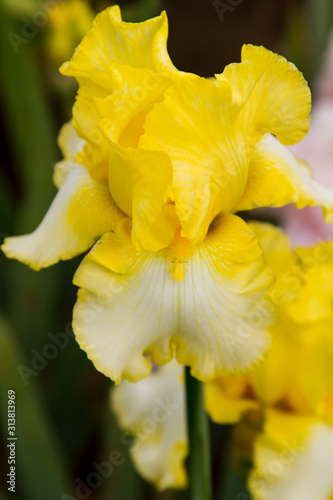 Bearded iris flower with stand petals and falls petals/ Iris Flowers (Family Iridaceae)  photo