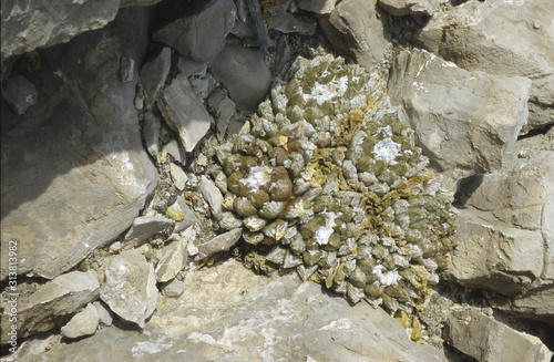 Ariocarpus fissuratus photo