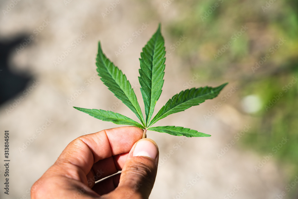 Hand held marijuana leaf outdoors in the Indian Himalayas Hand held marijuana leaf outdoors in the Indian Himalayas
