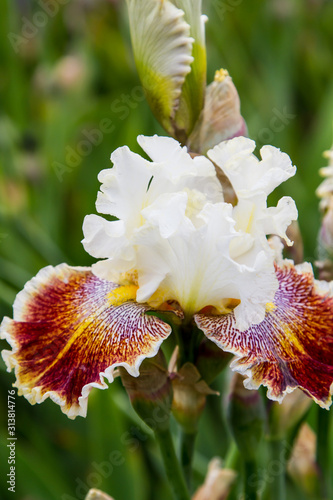 Bearded iris flower with stand petals and falls petals/ Iris Flowers (Family Iridaceae)  photo