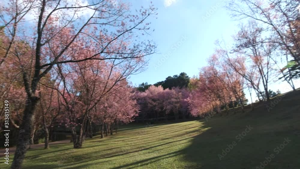 Cherry blossom garden at khun wang national park Chiang Mai in northern Thailand Cherry blossom garden at khun wang national park Chiang Mai in northern Thailand