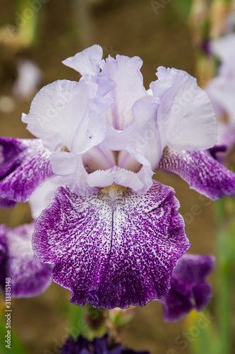 Bearded iris flower with stand petals and falls petals/ Iris Flowers (Family Iridaceae)  photo