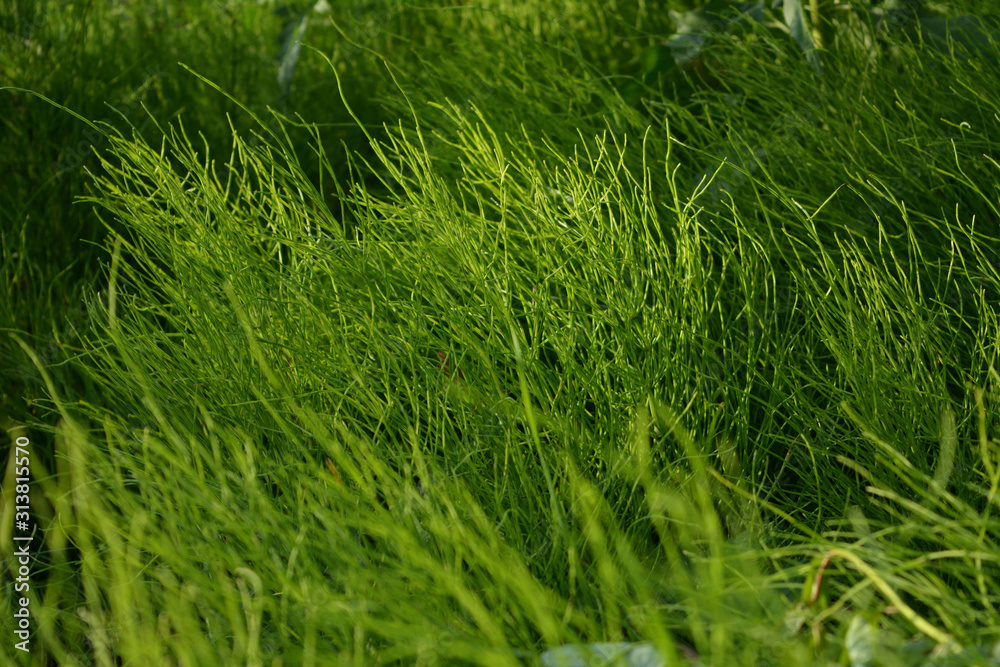 Lush green horsetails in summer. Equisetum.