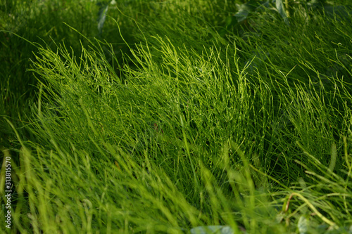 Lush green horsetails in summer. Equisetum.