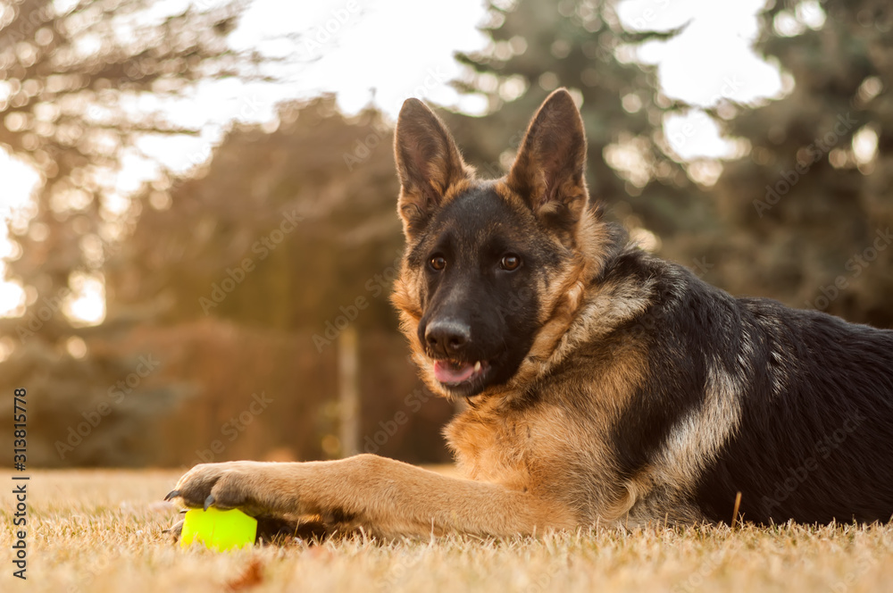 A junior german shepherd dog resting and playing with a ball in a backyard A junior german shepherd dog resting and playing with a ball in a backyard