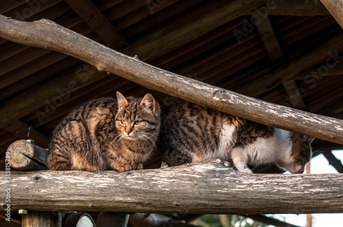 A housecat sitting on a timber of a treehouse