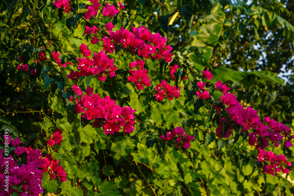 Blooming bougainvillea flowers background. Bright pink magenta bougainvillea flowers as a floral background. Bougainvillea flowers texture and background. Close-up view Bougainvillea tree with flowers
