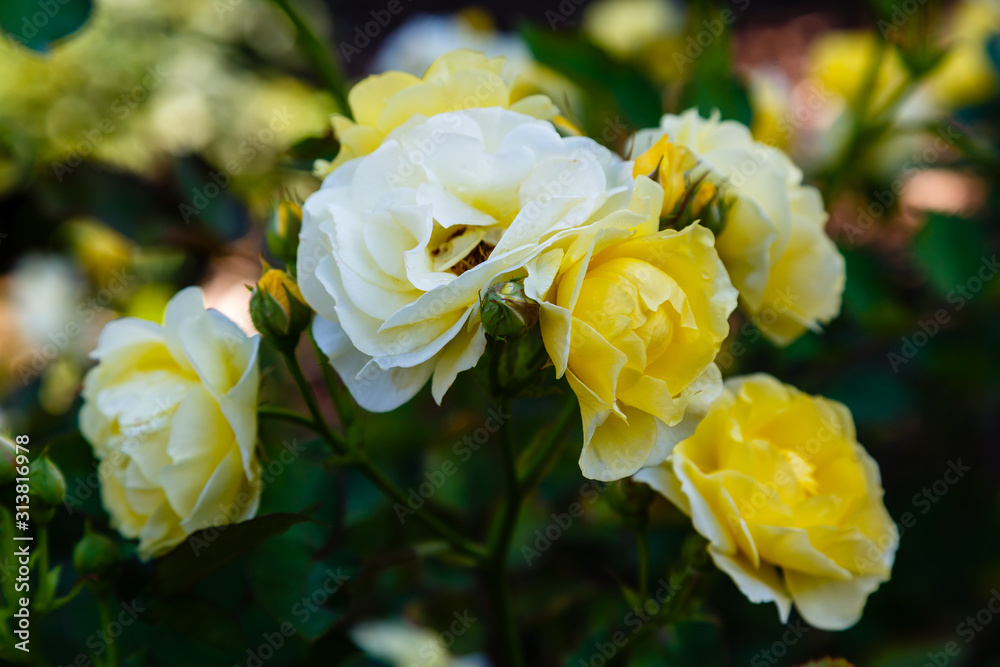 Beautiful bush of yellow roses in a spring garden. Rose garden.