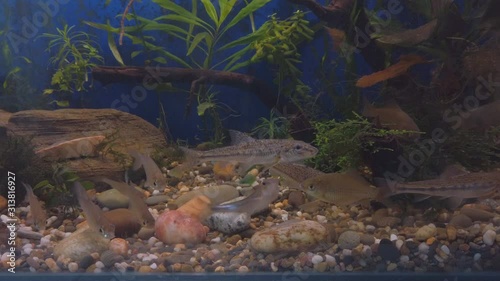 Freshwater wild fish, the gudgeon (Gobio gobio) and small bream in clear aquarium water. Selective focus photo