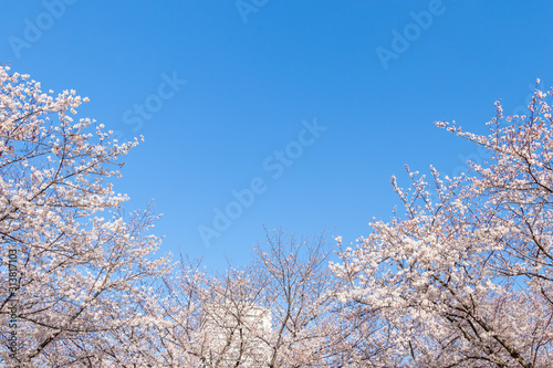 青空を背景に満開の桜の花 © maruboland