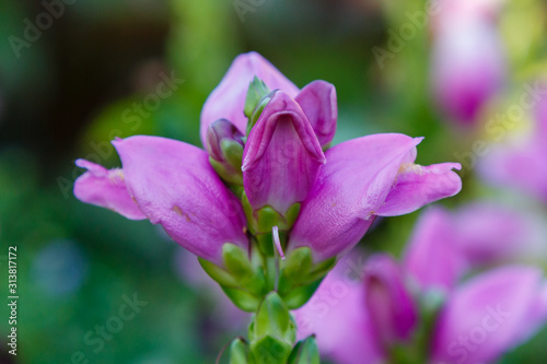 Red turtlehead (Chelone obliqua) blooming in a garden. Exotic plants in the garden. Purple flowers.