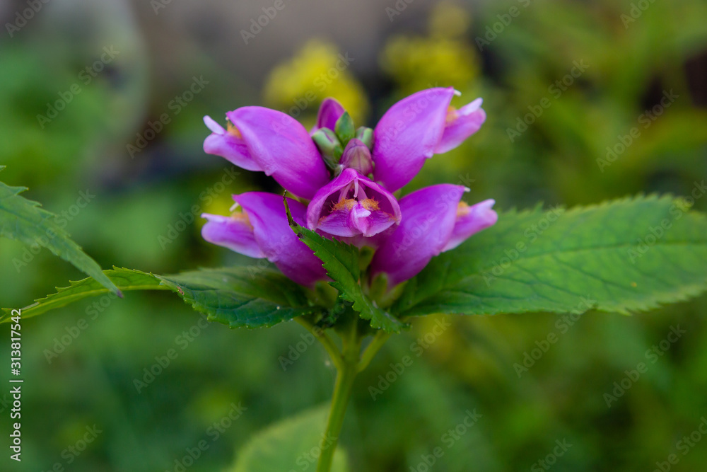 Red turtlehead (Chelone obliqua) blooming in a garden. Exotic plants in the garden. Purple flowers. Red turtlehead (Chelone obliqua) blooming in a garden. Exotic plants in the garden. Purple flowers.