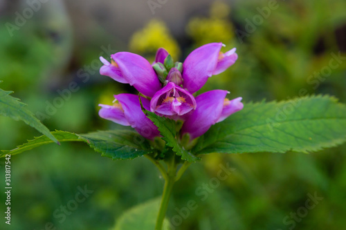 Red turtlehead  Chelone obliqua  blooming in a garden. Exotic plants in the garden. Purple flowers.