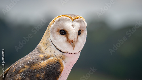 African Barn Owl closeup looking for prey with blurred background