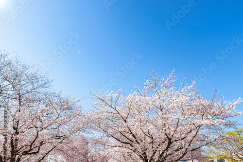 青空を背景に満開の桜の花