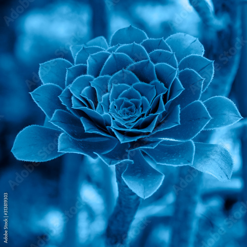 Classic Blue color flower and plant. Classic blue background. Trendy color 2020.