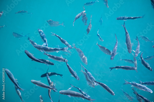 A group of fishes swimming in the clear seawater on the surface in a harbour - Shoal of fish - blue azure aquamarine turquoise - animals in wilde life sea water nature