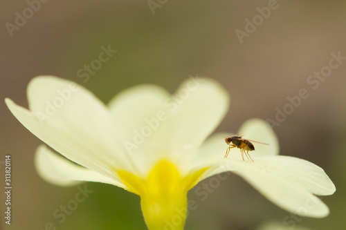 insecte sur une fleur de primevere