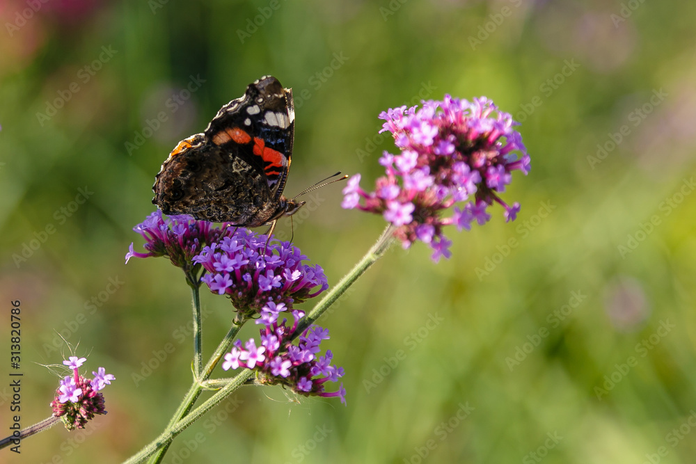 Verbena bonariensis flowers (Argentinian Vervain or Purpletop Vervain, Clustertop Vervain, Tall Verbena, Pretty Verbena) in garden. Beautiful butterfly collects nectar on the flowers of verbena. Verbena bonariensis flowers (Argentinian Vervain or Purpletop Vervain, Clustertop Vervain, Tall Verbena, Pretty Verbena) in garden. Beautiful butterfly collects nectar on the flowers of verbena.