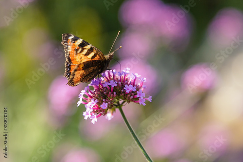 Verbena bonariensis flowers (Argentinian Vervain or Purpletop Vervain, Clustertop Vervain, Tall Verbena, Pretty Verbena) in garden. Beautiful butterfly collects nectar on the flowers of verbena.