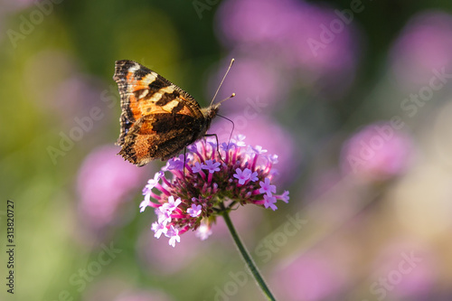 Verbena bonariensis flowers (Argentinian Vervain or Purpletop Vervain, Clustertop Vervain, Tall Verbena, Pretty Verbena) in garden. Beautiful butterfly collects nectar on the flowers of verbena.