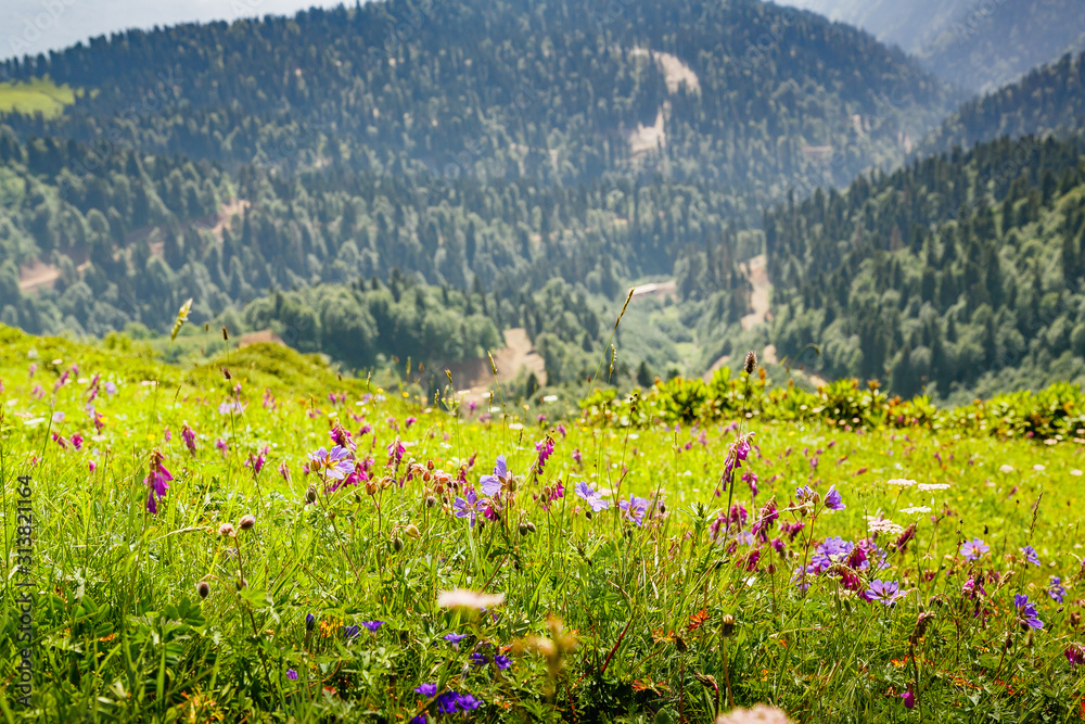 Beautiful mountain landscape in summer. Mountains with flowering Alpine plants.