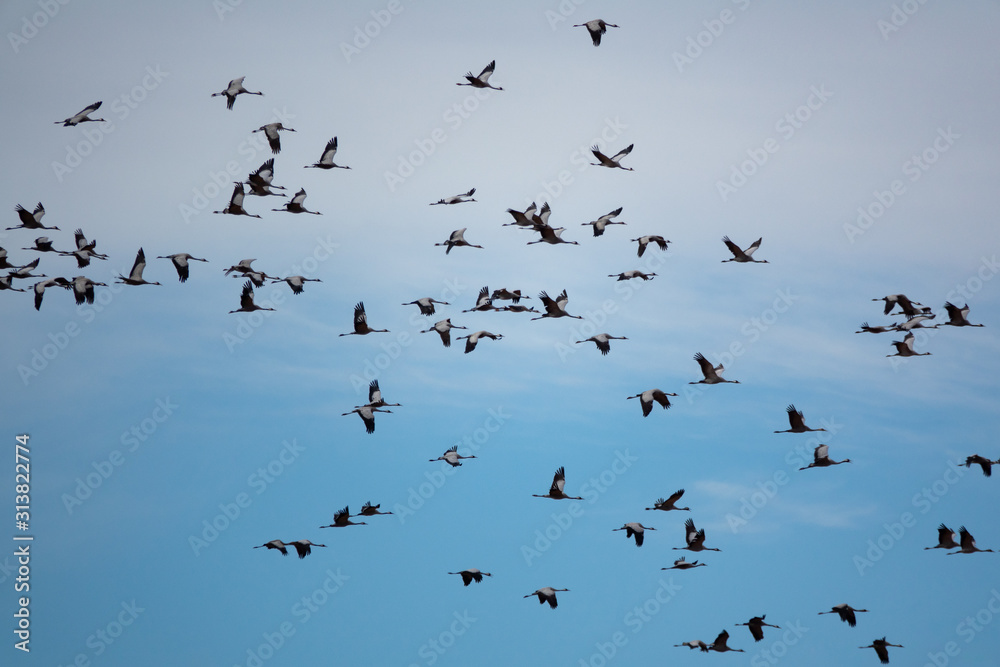 Random cranes flying against sky, profile view Random cranes flying against sky, profile view