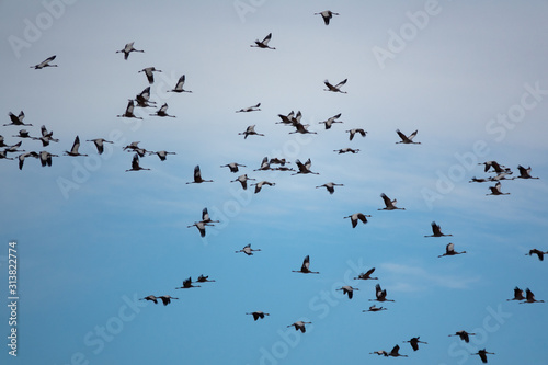 Random cranes flying against sky  profile view