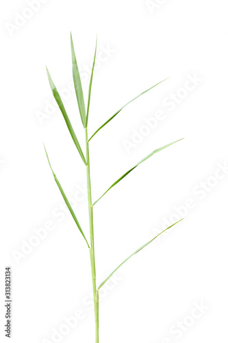 Leaf of grass gramineae isolated on white background.