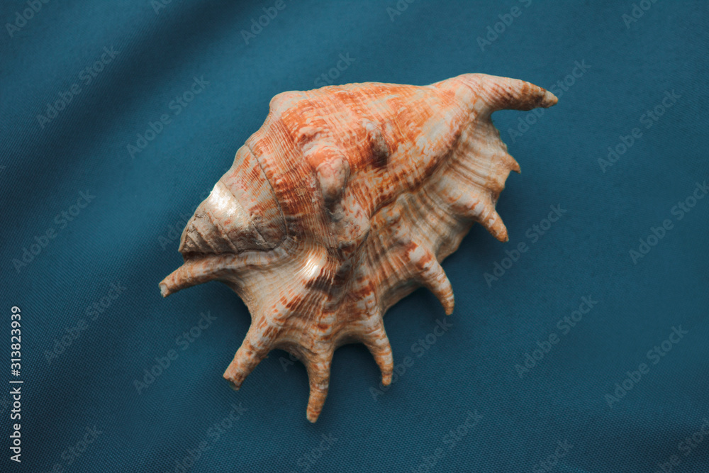 sea shell on blue background sea shell on blue background