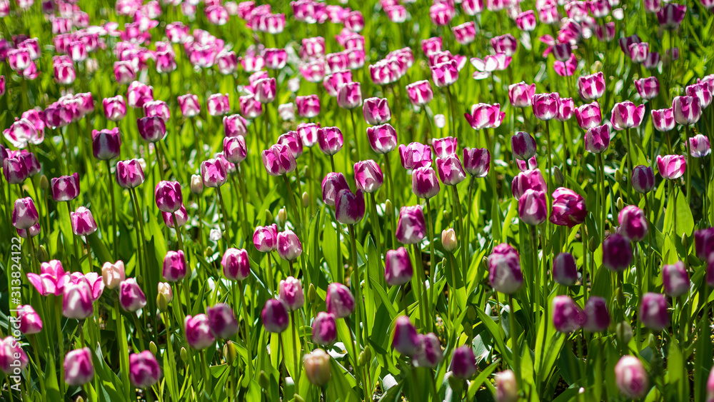 Naklejka premium Beautiful tulips in the garden. Bulbous plants in the garden.