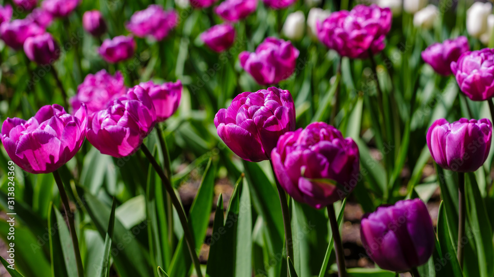 Beautiful tulips in the garden. Bulbous plants in the garden. Beautiful tulips in the garden. Bulbous plants in the garden.