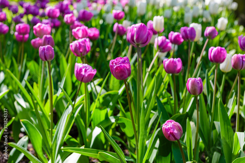 Beautiful tulips in the garden. Bulbous plants in the garden.