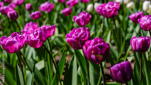 Beautiful tulips in the garden. Bulbous plants in the garden.