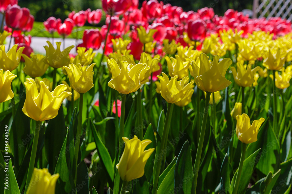 Beautiful tulips in the garden. Bulbous plants in the garden. Beautiful tulips in the garden. Bulbous plants in the garden.