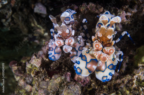 Two Harlequin shrimps (Hymenocera picta) close up of this tiny patterned brightly colored crustaceans. photo