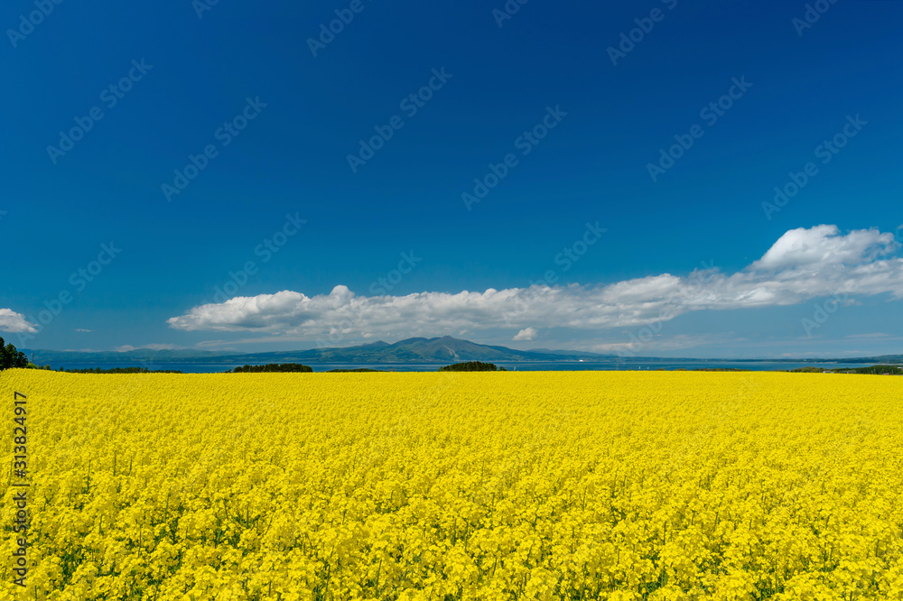 Obraz premium 【青森県横浜町】北国の春、菜の花の絨毯