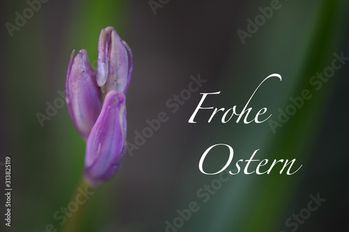 macro photo of a flower as a greeting card with the German words Happy Easter