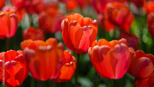 Beautiful red tulips in the garden  sort Sweetheart. Bulbous plants in the garden.