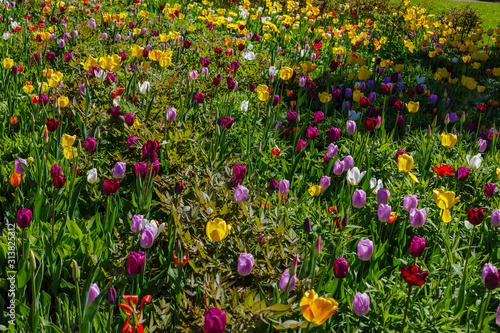 Beautiful tulips in the garden. Bulbous plants in the garden. © Flower_Garden